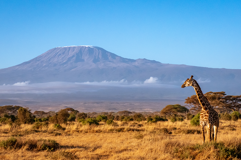 kilimanjaro