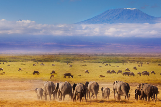 Kilimanjaro
